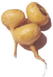 impuissance-agoji-maca-bio-fruit-antioxydant-aphrodisiaque-impuissance-menopause-superfruit-sexuel-peru-andes-infertilite-poudre-energie-agoji Cet aphrodisiaque millénaire soigne l'impuissance, rétablit la fertilité, soulage des troubles de la ménopause, réduit le stress et la fatigue.
