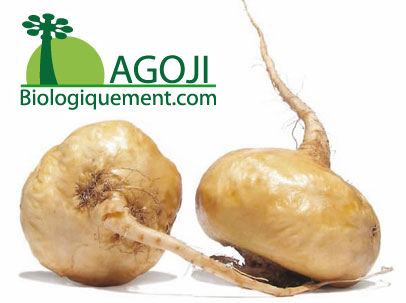 La racine de maca biologique