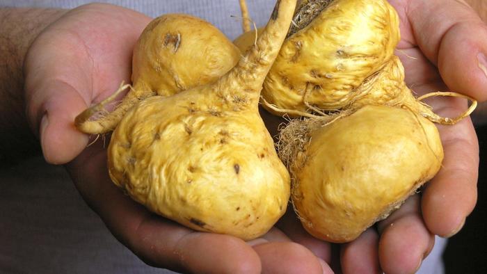 La maca biologique, un aphrodisiaque naturel puissant