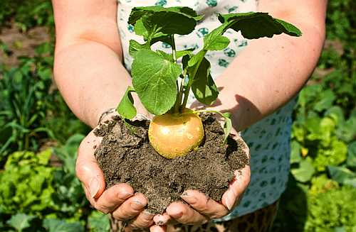 la maca biologique est également préconisée pour stimuler la libido.